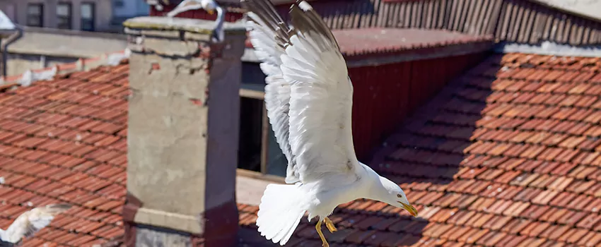 Residential Chimney Animal Removal Solution in Cloverly, MD