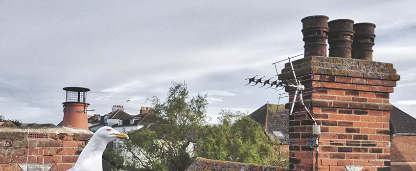 Chimney Cleaning And Restoration in Cloverly, Maryland